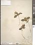 Cornus sp.