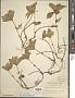 Cornus sp.