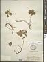 Cornus sp.
