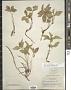 Cornus sp.