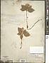 Cornus sp.