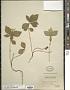 Cornus sp.