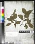 Cornus stolonifera Michx.
