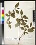 Cornus stolonifera Michx.