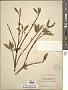Cornus stolonifera Michx.