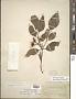 Cornus stricta Lam.