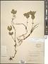 Cornus suecica L.