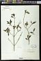 Coronanthera sp.