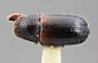 Corthylus simplex
