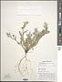 Corydalis aurea subsp. occidentalis Willd.