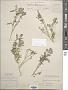 Corydalis aurea Willd.