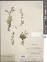 Corydalis aurea Willd.