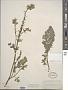 Corydalis caseana A. Gray subsp. caseana