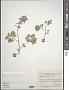 Corydalis halleri (Willd.) Willd.