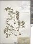 Corydalis solida (L.) Clairv.