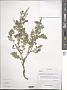 Corydalis sp.
