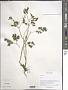 Corydalis sp.