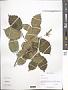 Corylus cornuta Marshall