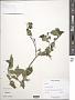 Corylus cornuta Marshall