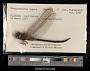Coryphaeschna ingens
