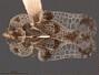 Corythuca piercei