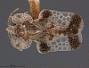 Corythucha cerasi