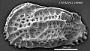 Costa runcinata (Baird, 1850)