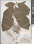 Cotinus americanus Nutt.
