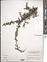 Cotoneaster horizontalis Decne.
