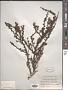 Cotoneaster horizontalis Decne.