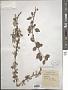 Cotoneaster multiflora Bunge
