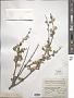 Cotoneaster nummularius Lindl.