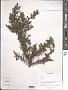 Cotoneaster sp.