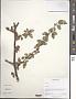 Cotoneaster sp.