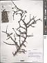 Cotoneaster sp.