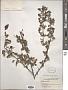 Cotoneaster sp.