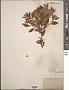 Cotoneaster sp.