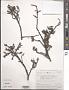 Cotoneaster uniflora Bunge