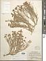 Cotula cinerea Delile