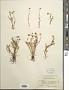 Cotula coronopifolia L.