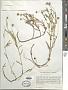 Cotula coronopifolia L.