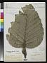 Coussapoa danielis Cuatrec.