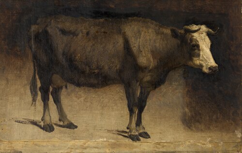 Cow