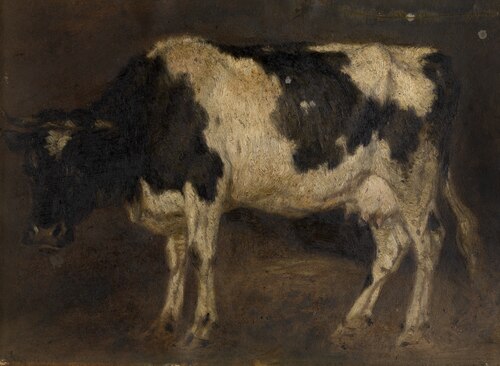 Cow