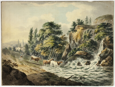 Cow Herd Driven to River