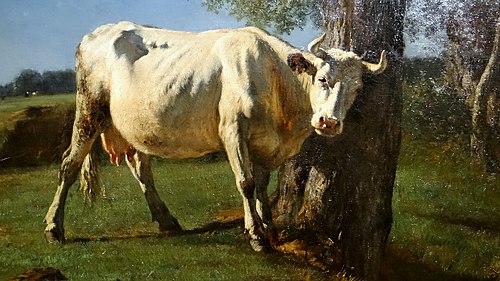 Cow rubbing
