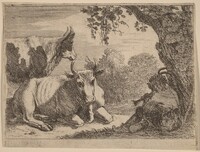 Cows