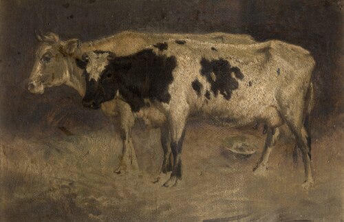Cows