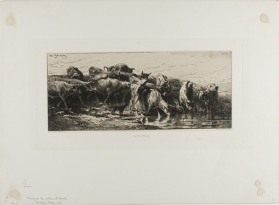 Cows Drinking