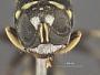 Crabro lacteipennis